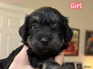 Miniature Schnauzer dogs Miniature Schnauzer Puppy 2 - Ad 18