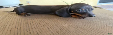 Echo