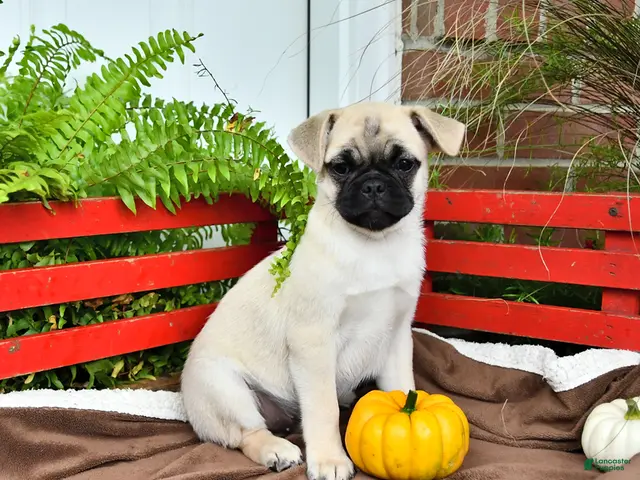 Mixed Breed dogs for sale: Snuggles - Ad 1