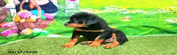 Rottweiler dogs for sale: Pebbles - Ad 4