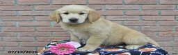 Golden Retriever dogs for sale: Rebel - Ad 1