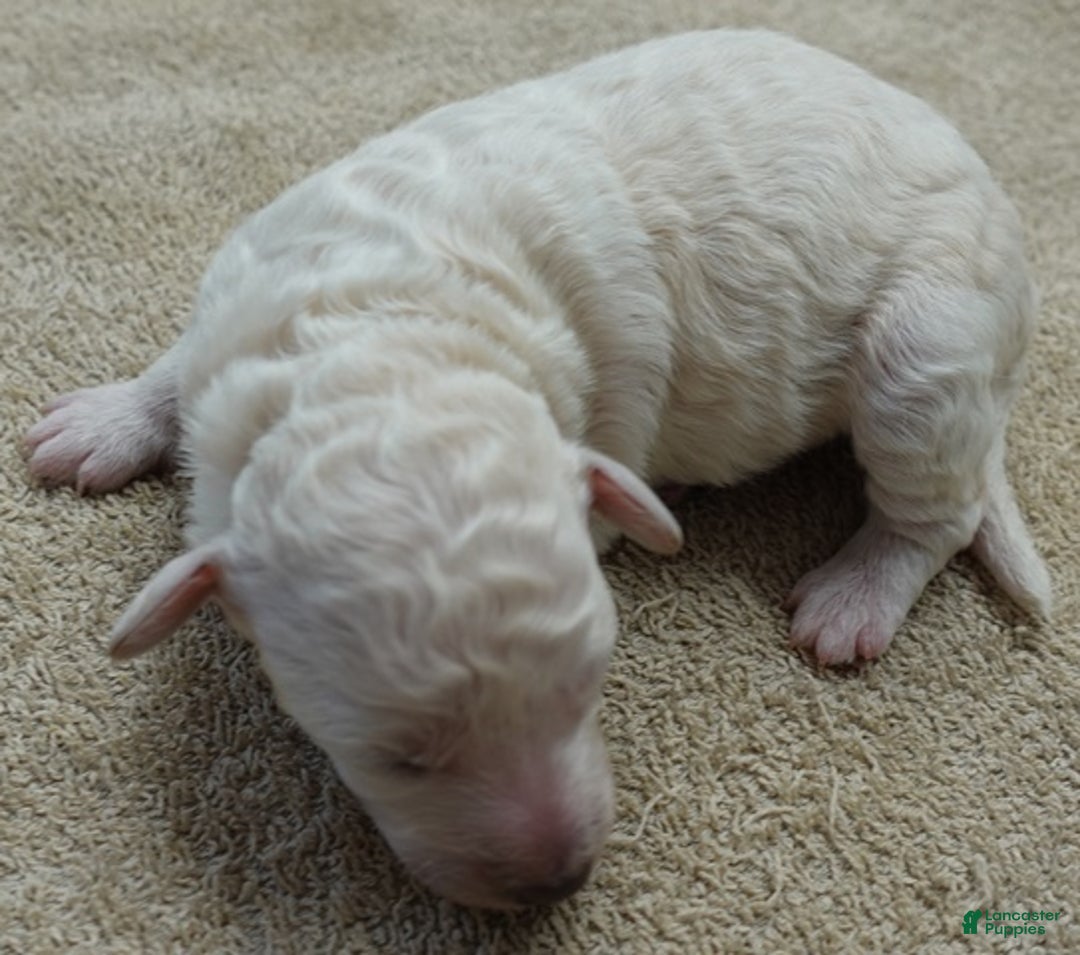 Toy Poodle dogs for sale: Zilla - Ad 4