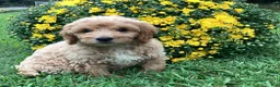 Mini Goldendoodle dogs for sale: Ranger - Ad 9