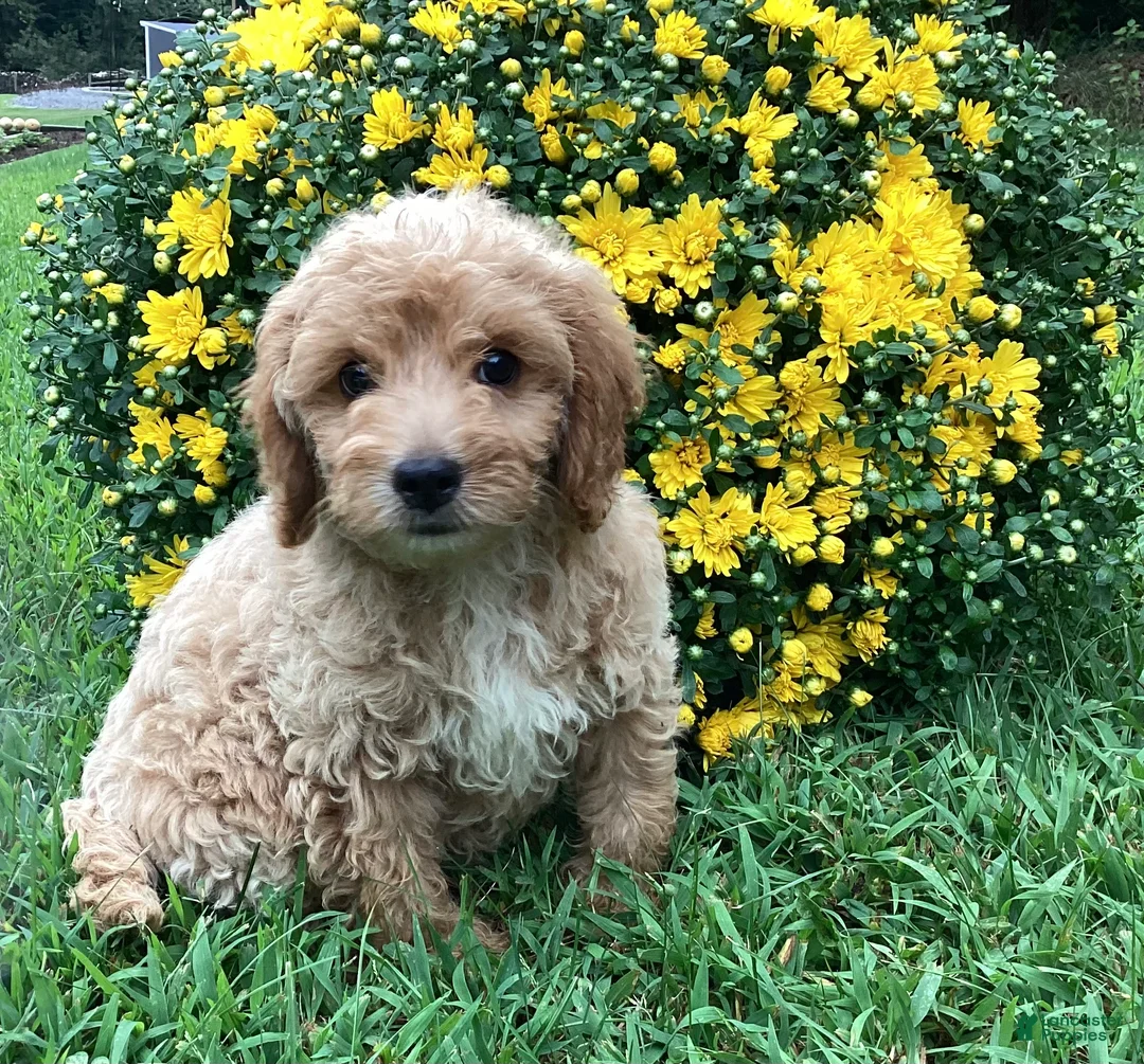 Mini Goldendoodle dogs for sale: Ranger - Ad 9
