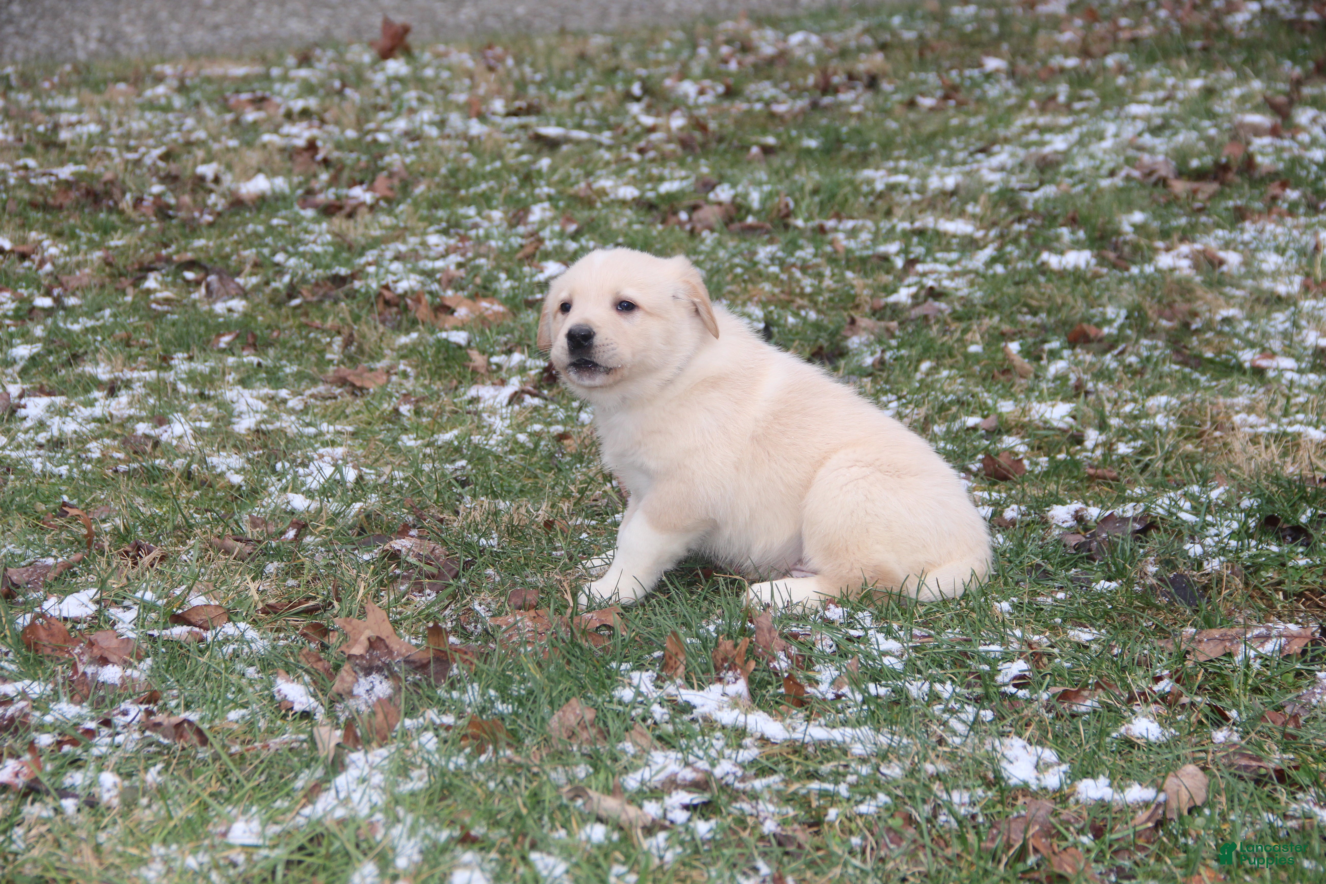 Mixed Breed dogs Charlie - Ad 24