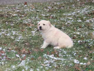 Mixed Breed dogs Charlie - Ad 10