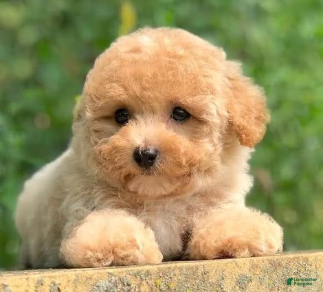 Toy Poodle dogs Toy Poodle Puppy 1 - Ad 31