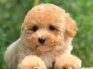 Toy Poodle dogs Toy Poodle Puppy 1 - Ad 31