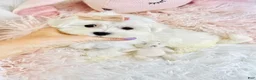 Maltese dogs for sale: Maltese 1 - Ad 2