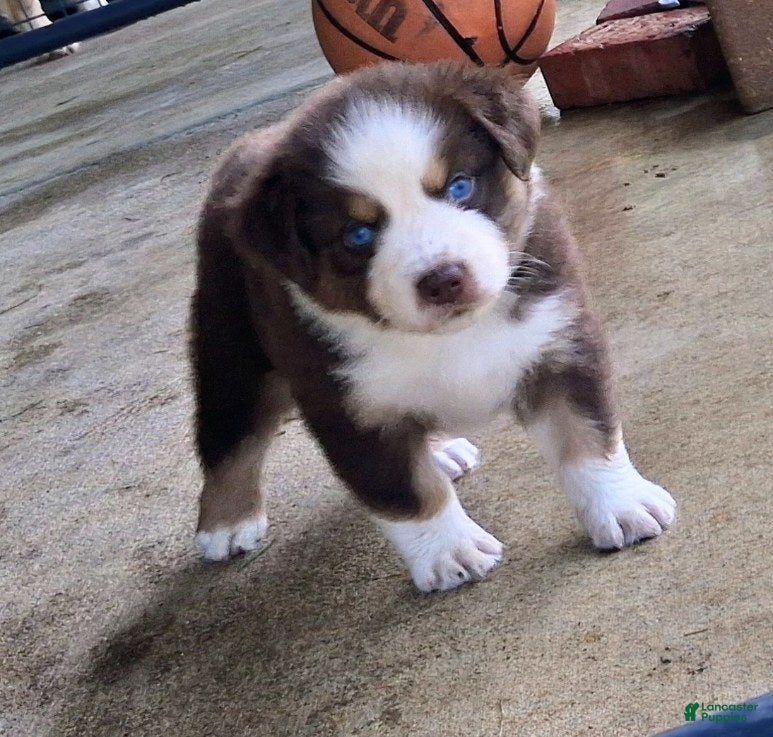 Australian Shepherd dogs Tanner - Ad 1