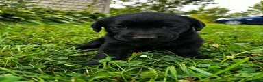 Kona