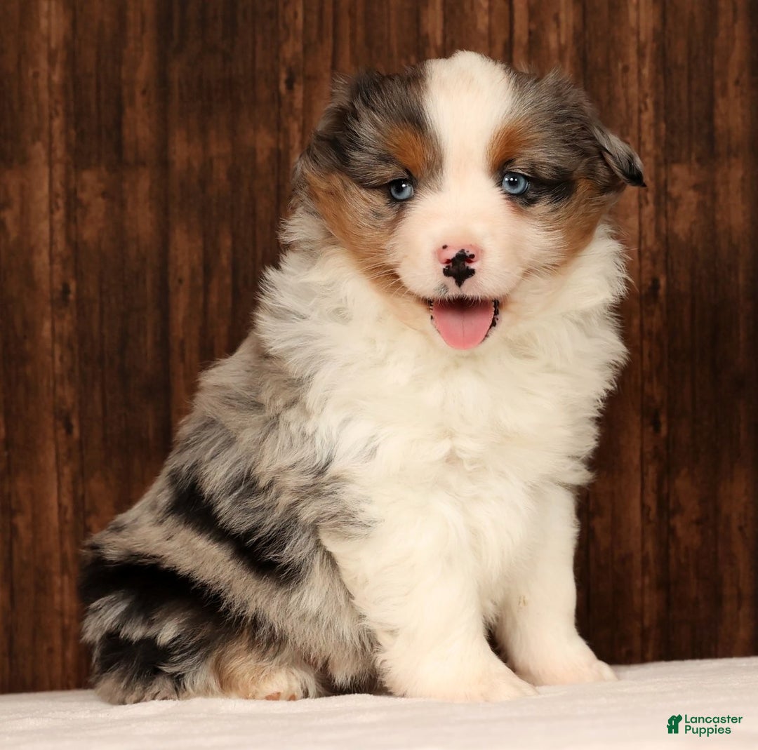 Miniature Australian Shepherd dogs for sale: Dawn - Ad 2