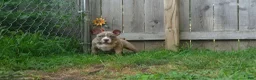 American Bully dogs for sale: Buffalo Bill - Ad 8