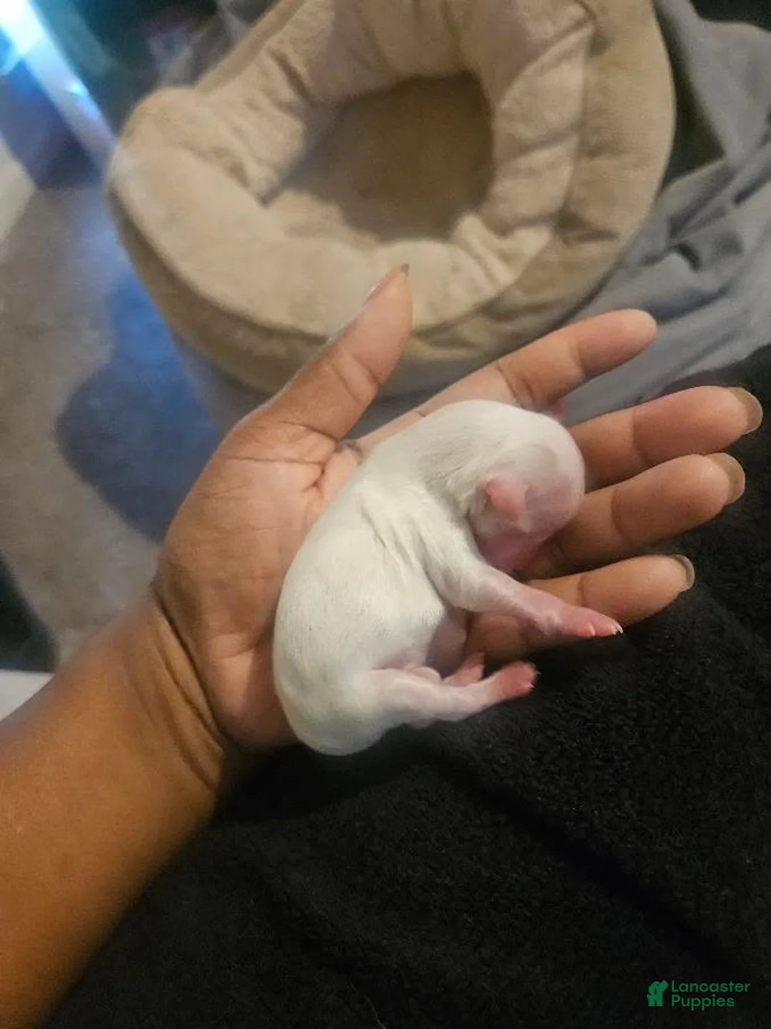 Maltipoo dogs for sale: Maltipoo 3 - Ad 1