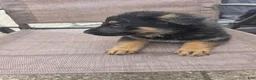 German Shepherd dogs for sale: Marshall - Ad 2