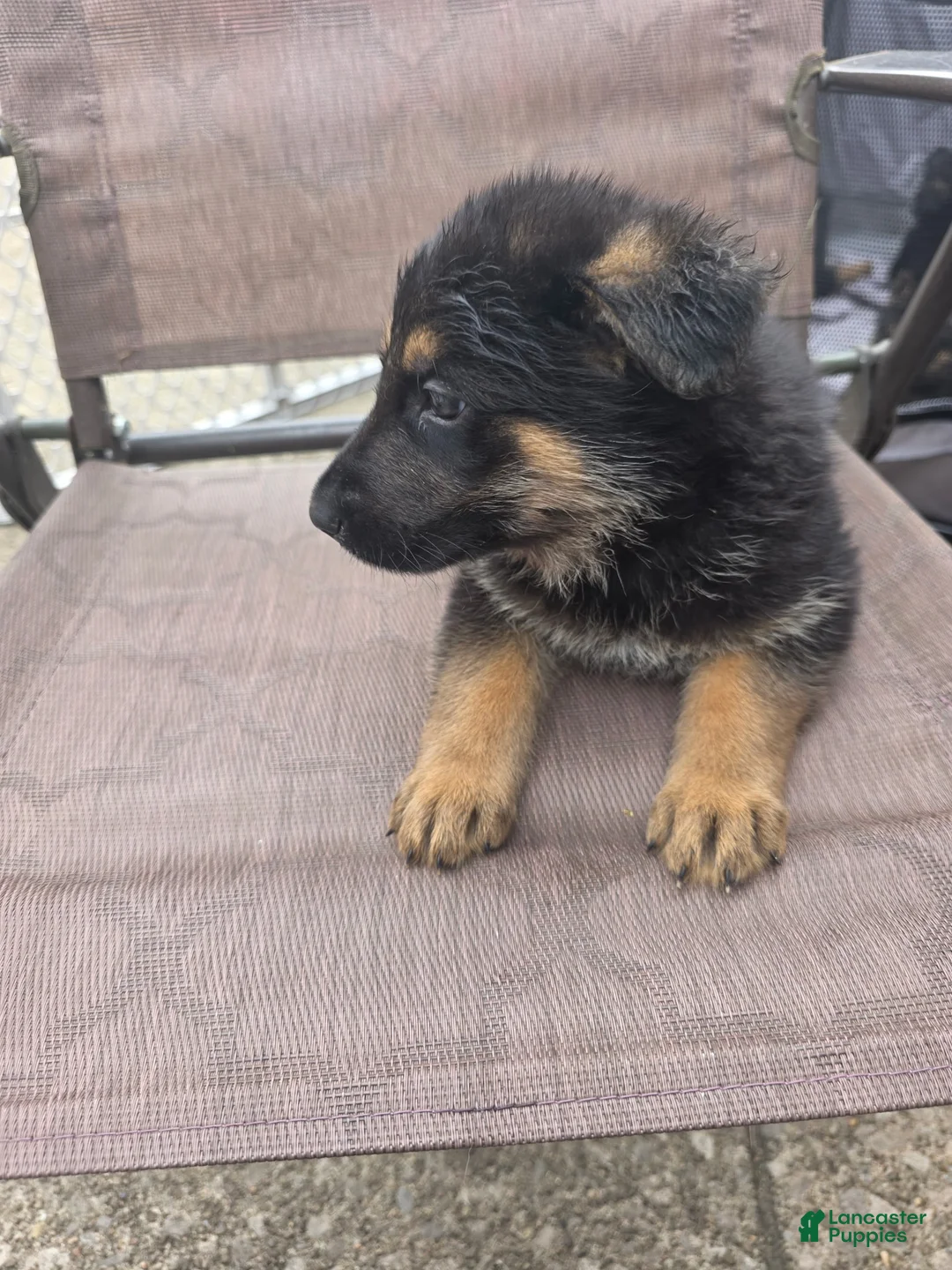 German Shepherd dogs for sale: Marshall - Ad 2