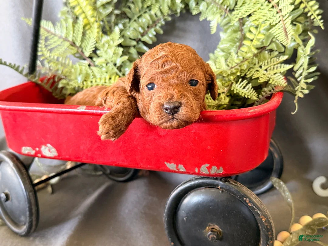 Toy Poodle dogs for sale: Russell  - Ad 4