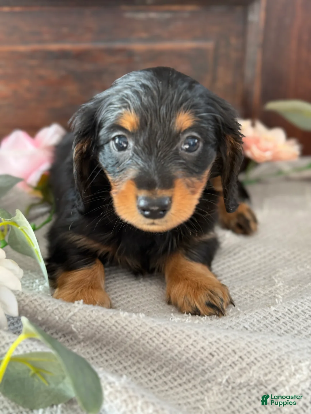 Miniature Dachshund dogs for sale: Monty - Ad 11