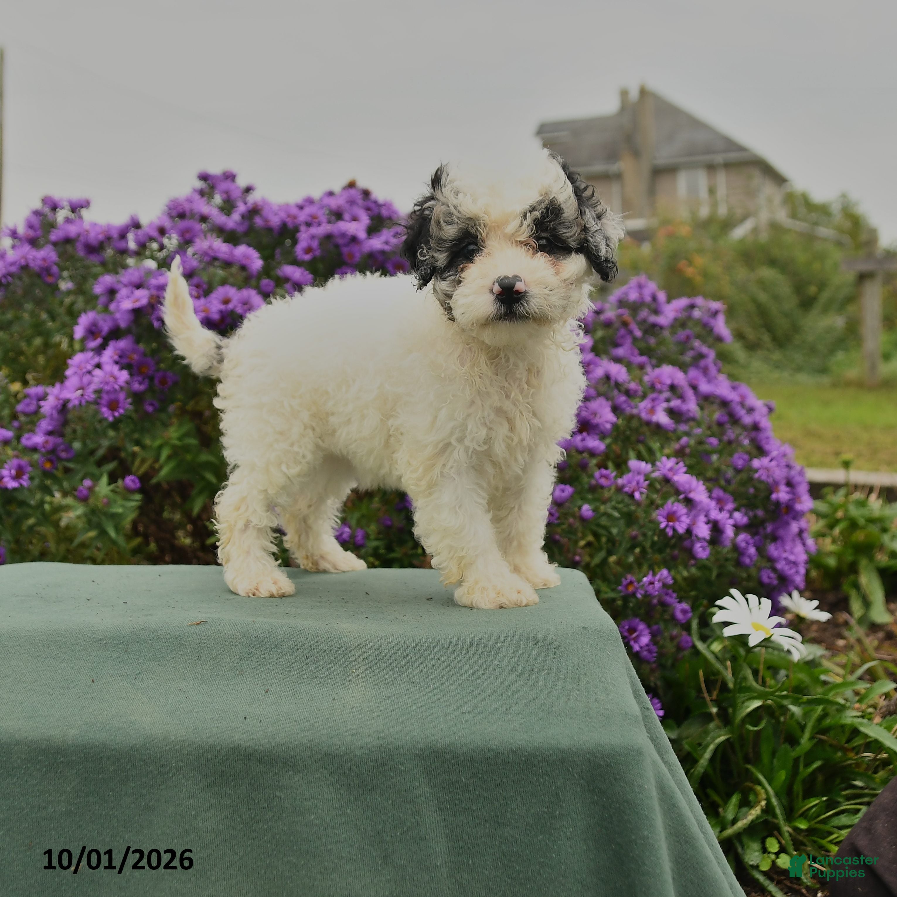 Cavapoo dogs Hattie - Ad 1