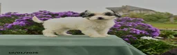 Cavapoo dogs for sale: Hattie - Ad 1