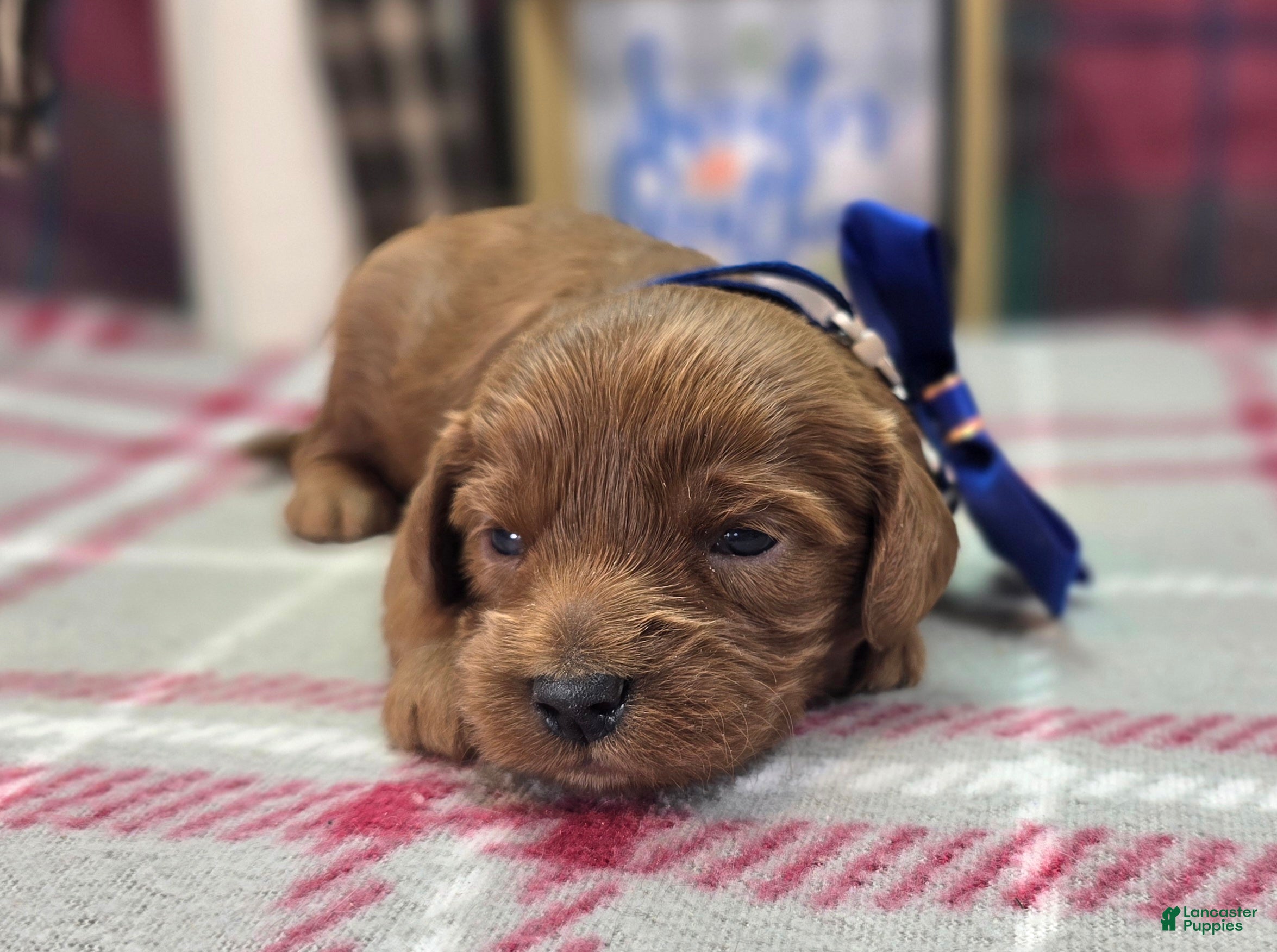 Cavapoo dogs Blitz - Ad 32