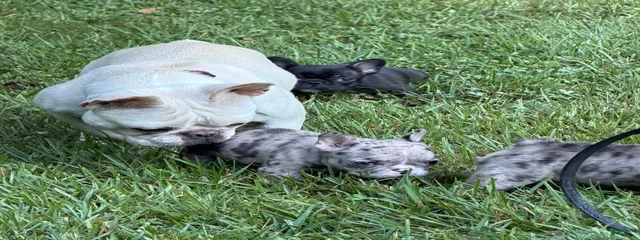 Blanche
