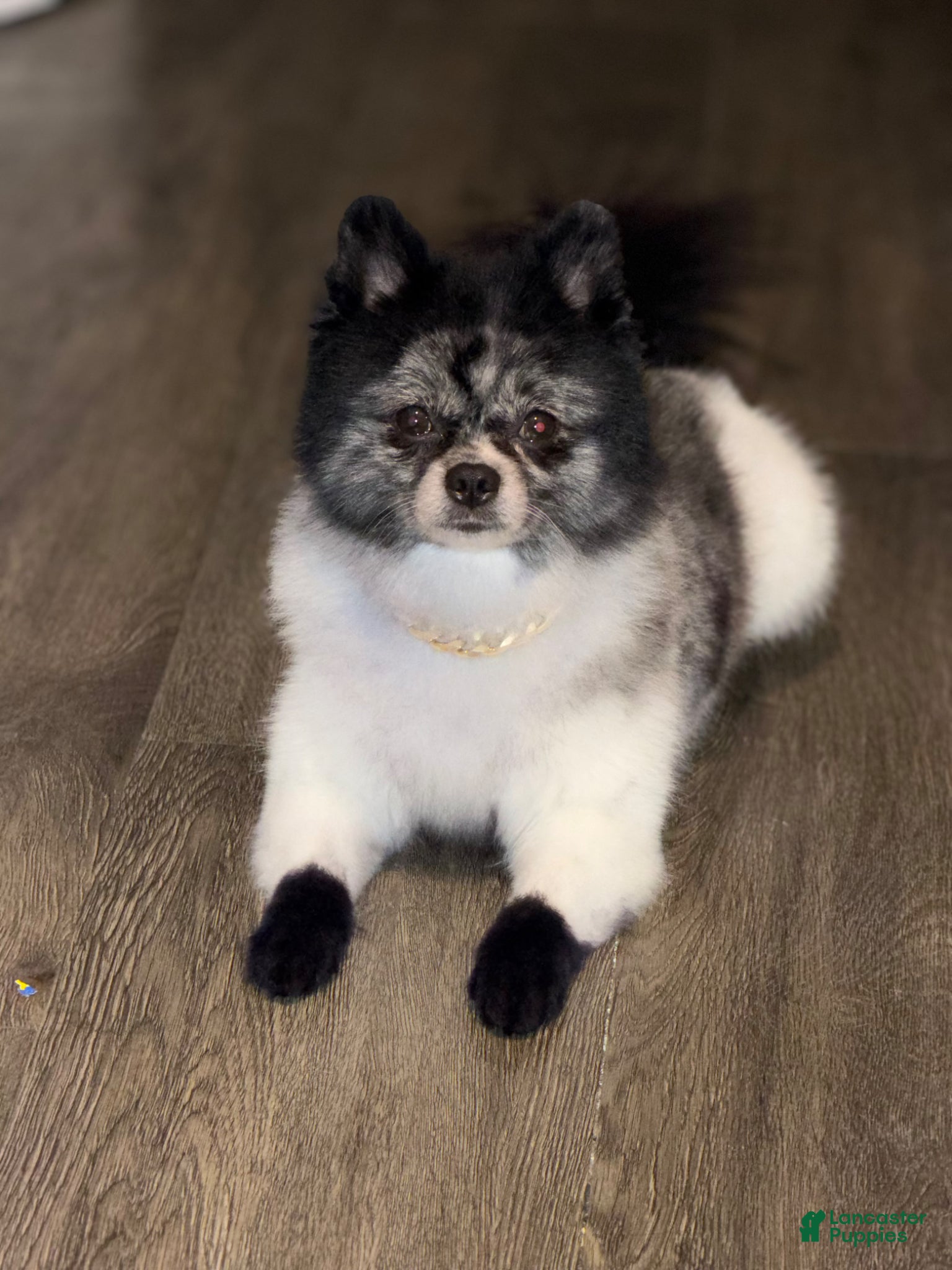 Pomeranian dogs Male Pomeranian available for stud service - Ad 2