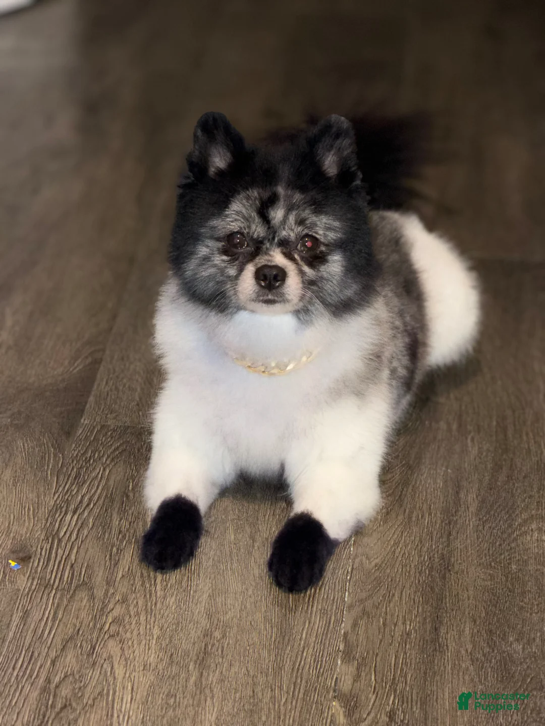 Pomeranian dogs for stud: Male Pomeranian available for stud service - Ad 1