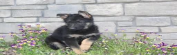 German Shepherd dogs for sale: Dixie  - Ad 5