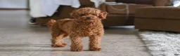 Maltipoo dogs for sale: Allie - Ad 6