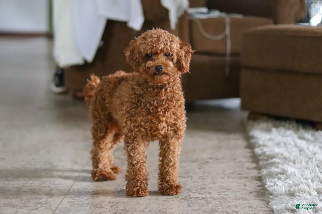 Maltipoo dogs for sale: Allie - Ad 6