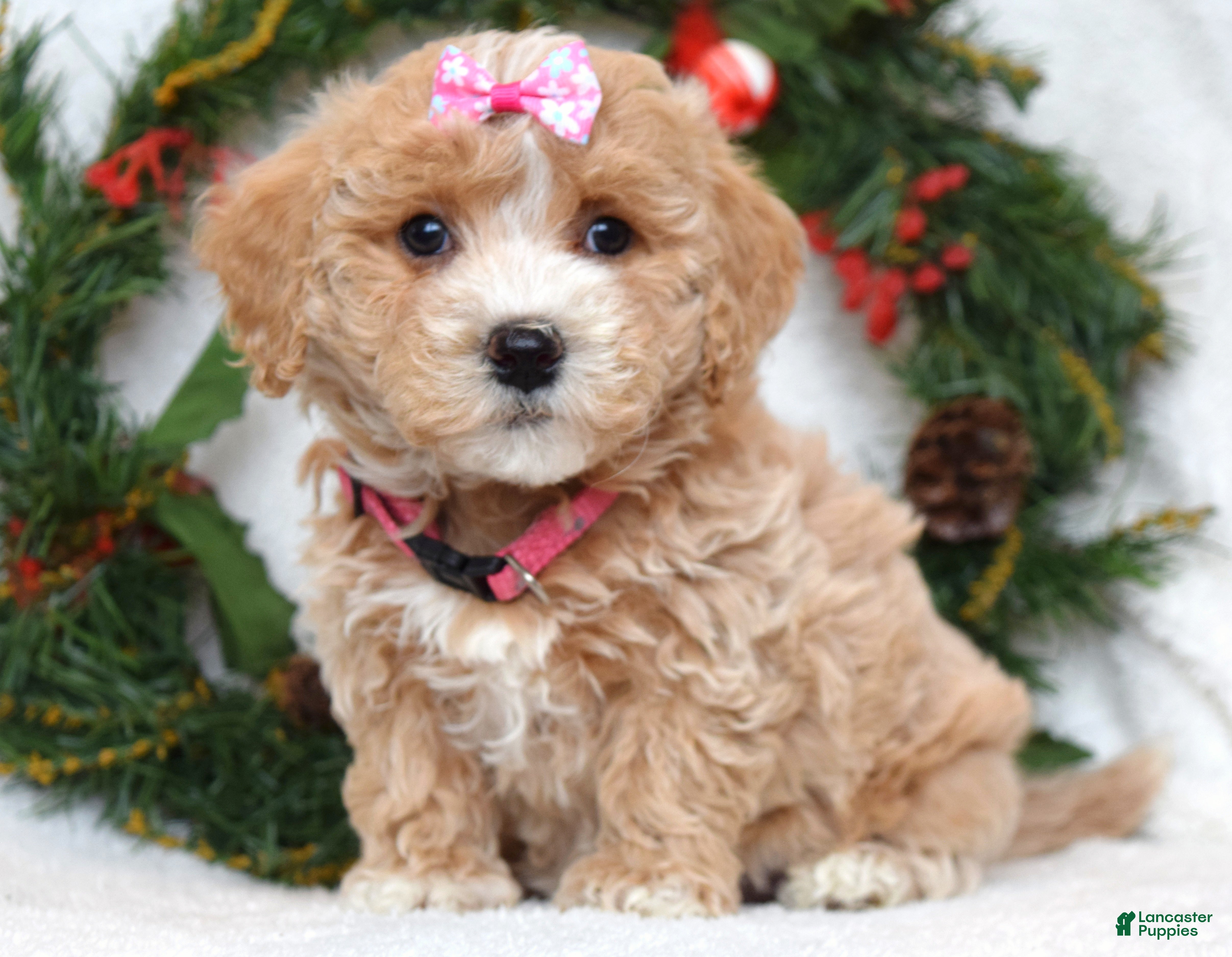 Maltipoo dogs Lyla - Ad 11