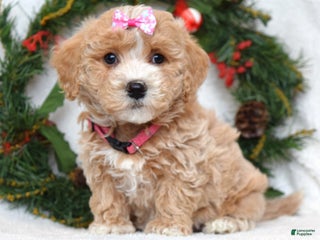 Maltipoo dogs Lyla - Ad 18