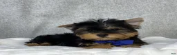 Yorkshire Terrier dogs for sale: Dakota - Ad 3