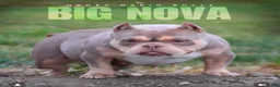 American Bully dogs for sale: Saweetie - Ad 8