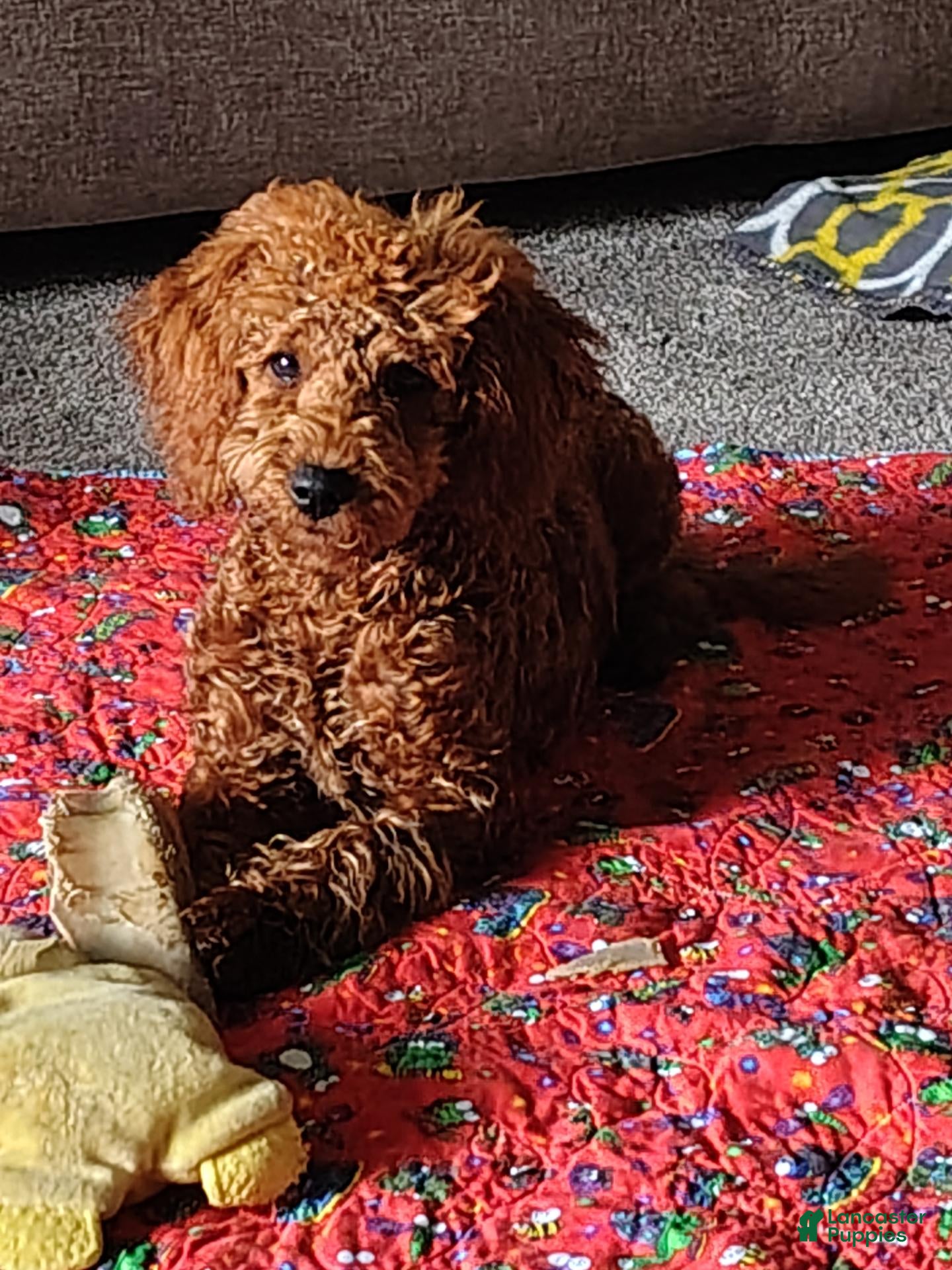 Mixed Breed dogs for sale: Little Red..Mini GoldenDoodle  - Ad 3