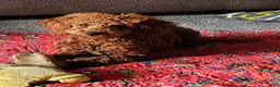 Mixed Breed dogs for sale: Little Red..Mini GoldenDoodle  - Ad 1