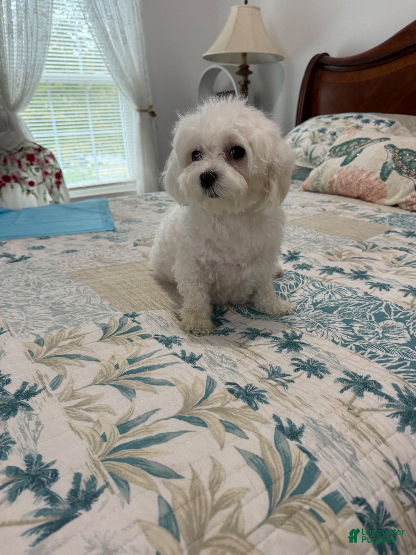 Maltese dogs Cuddles - Ad 2