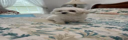 Maltese dogs for sale: Pumpkin - Ad 2