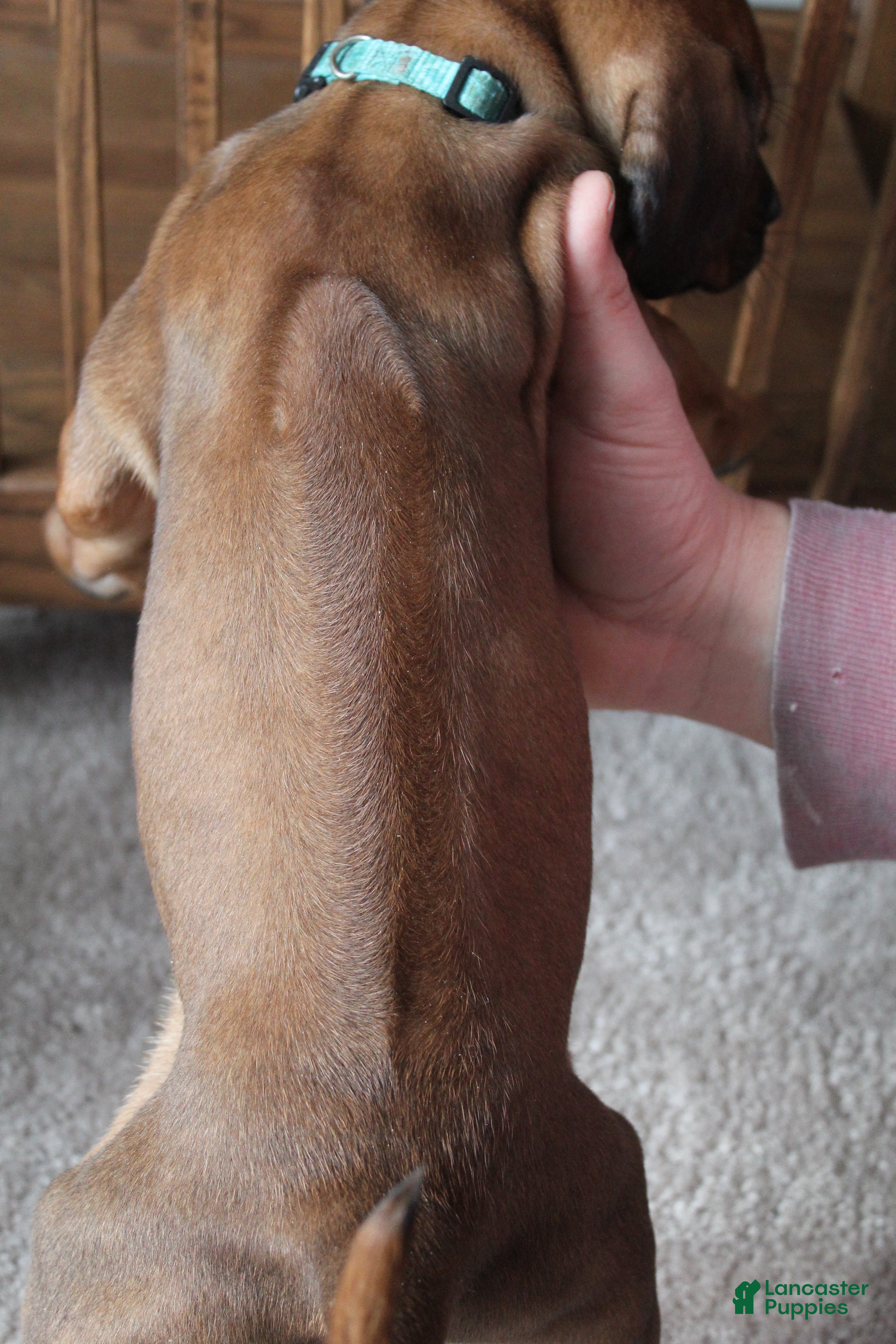 Rhodesian Ridgeback dogs Kirby - Ad 2