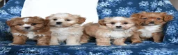 Shihpoo dogs for sale: Wyatt - Ad 5