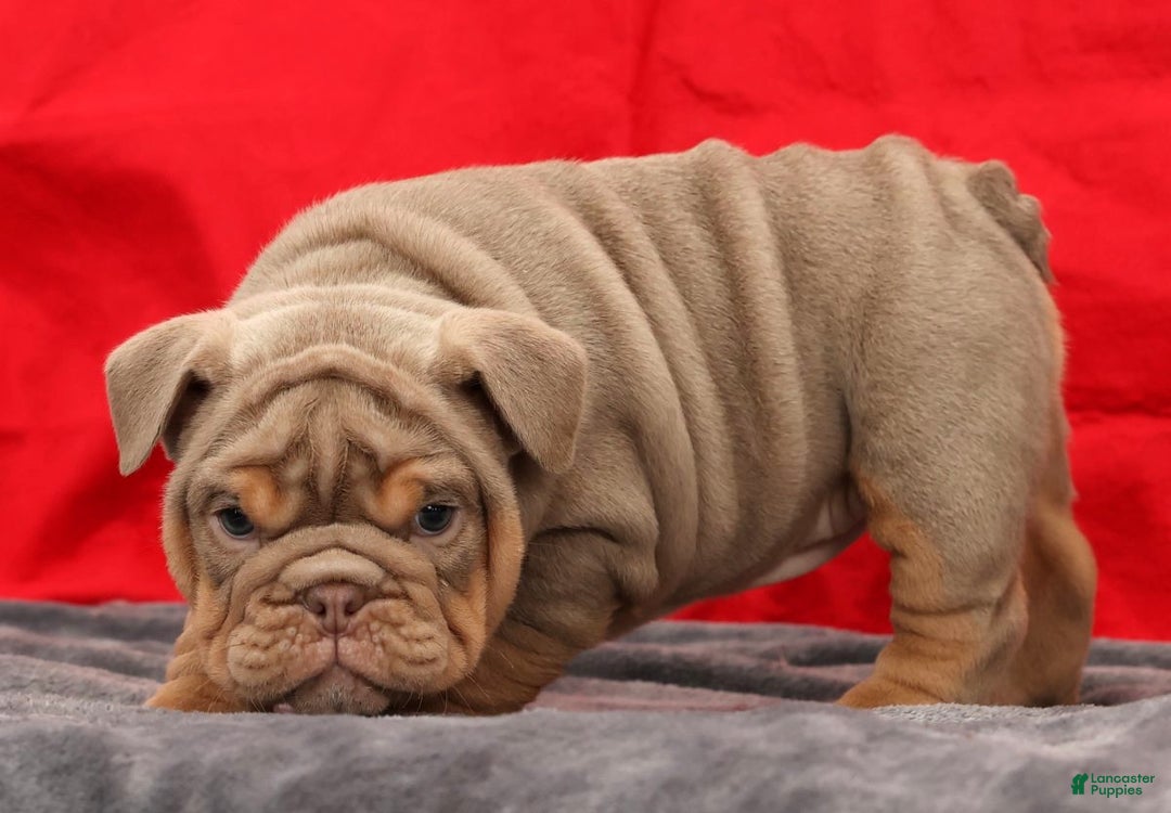 English Bulldog dogs for sale: Shelly - Ad 1