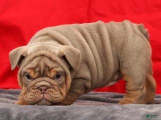 English Bulldog dogs Shelly - Ad 41