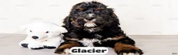 Bernedoodle dogs for sale: Glacier - Ad 3