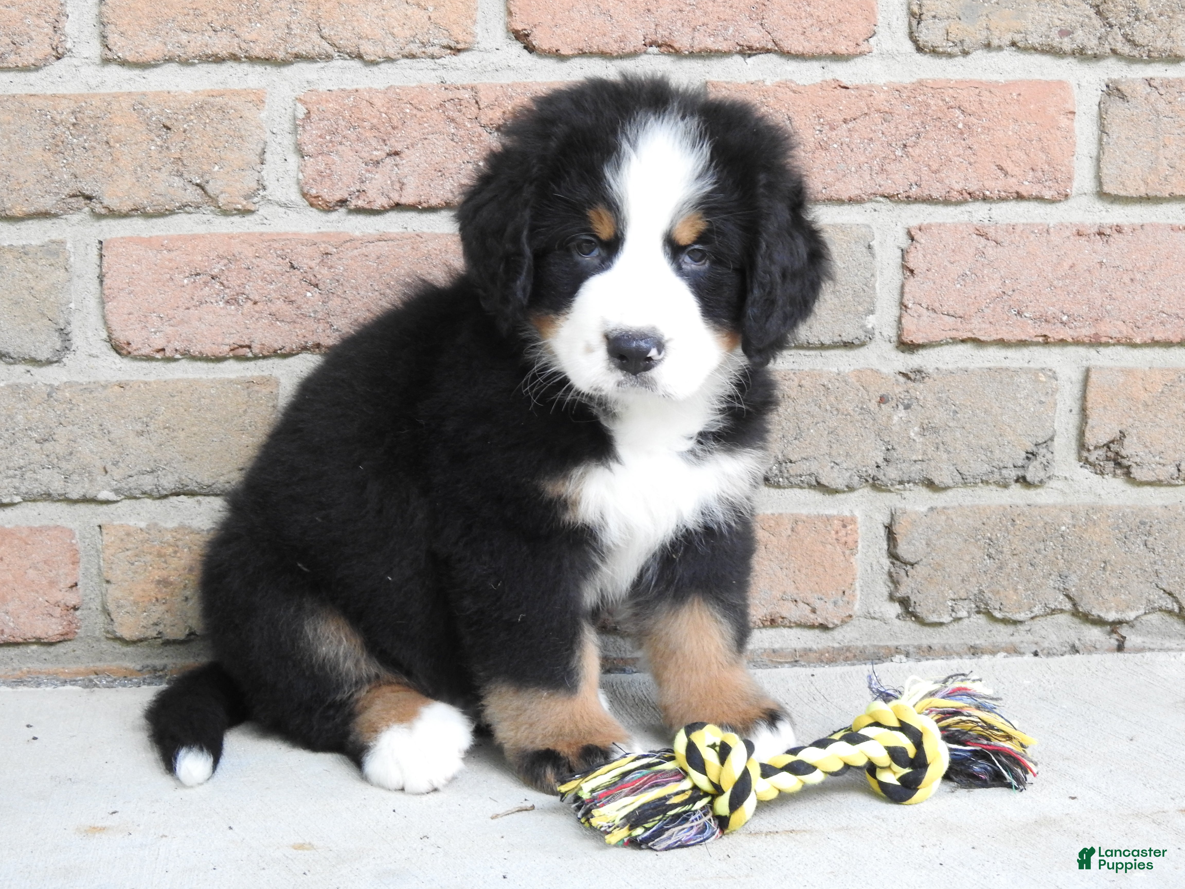 Bernese Mountain Dog dogs Titus - Ad 2