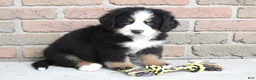 Bernese Mountain Dog dogs for sale: Titus - Ad 2