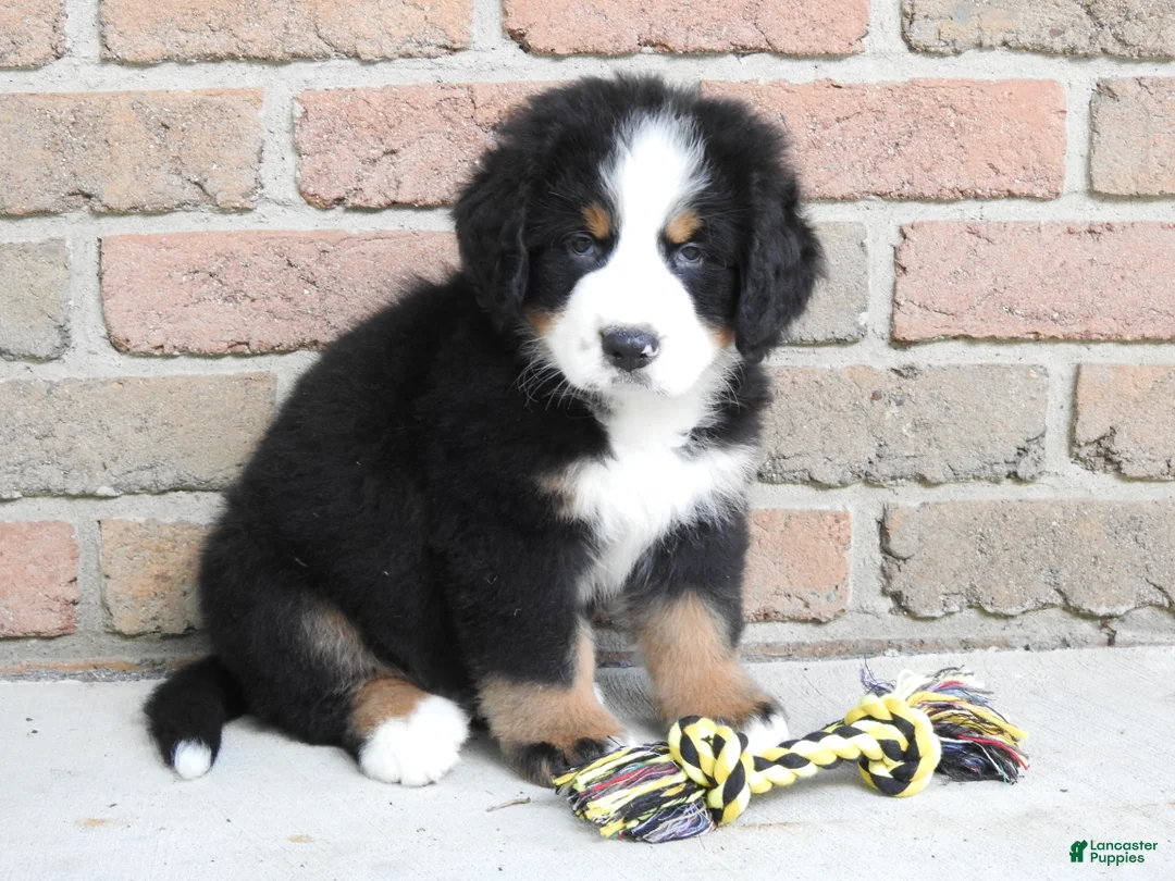 Bernese Mountain Dog dogs for sale: Titus - Ad 2