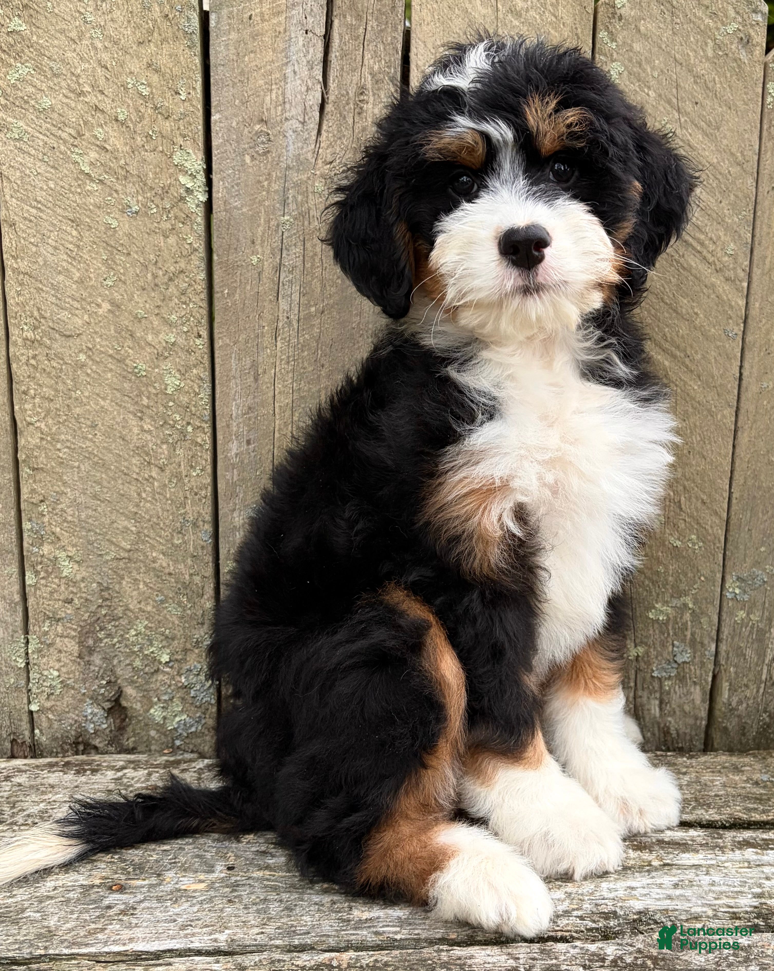 Mini Bernedoodle dogs for sale: 💛IN BOSTON MASSACHUSETTS AREA💛MINI BERNEDOODLE GIRL💛 - Ad 2