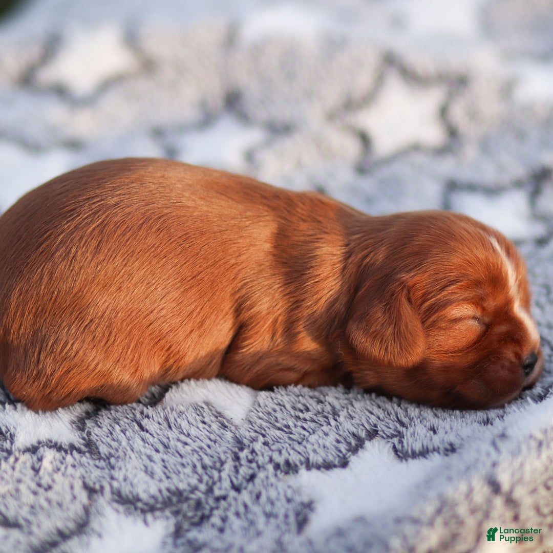 Cavalier King Charles Spaniel dogs for sale: Feyre - Ad 3