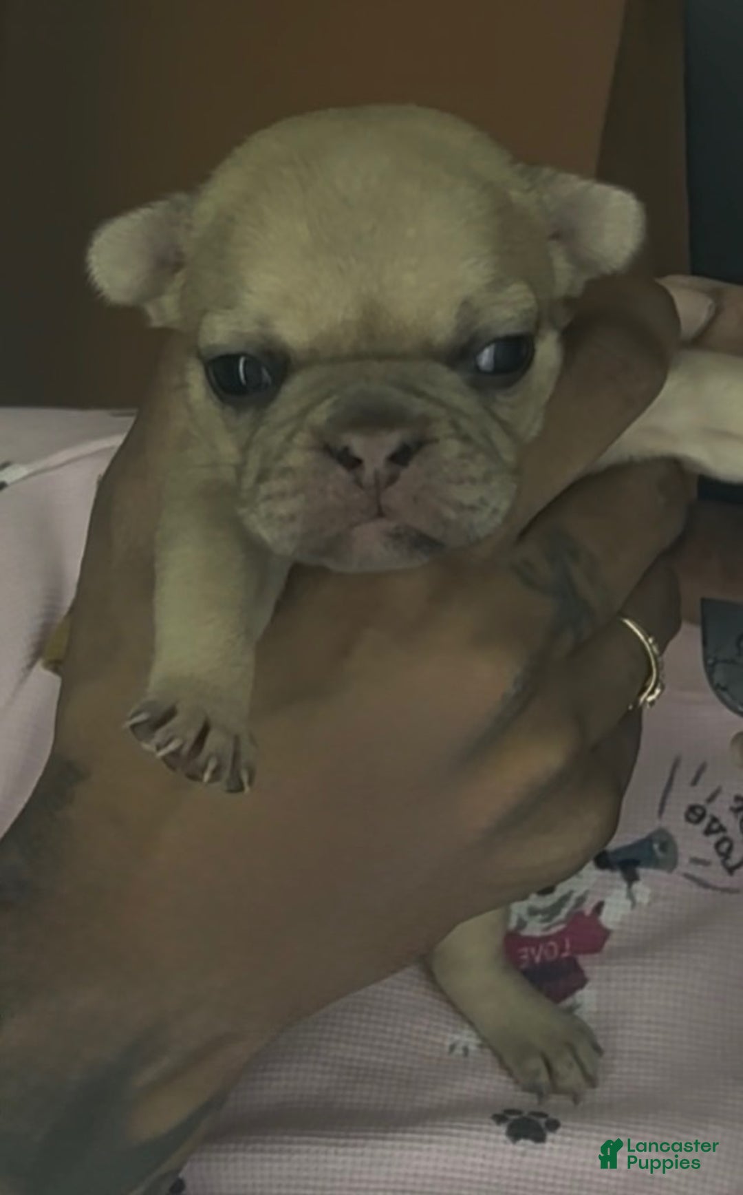 French Bulldog dogs for sale: French Bulldog Puppy 6 - Ad 2